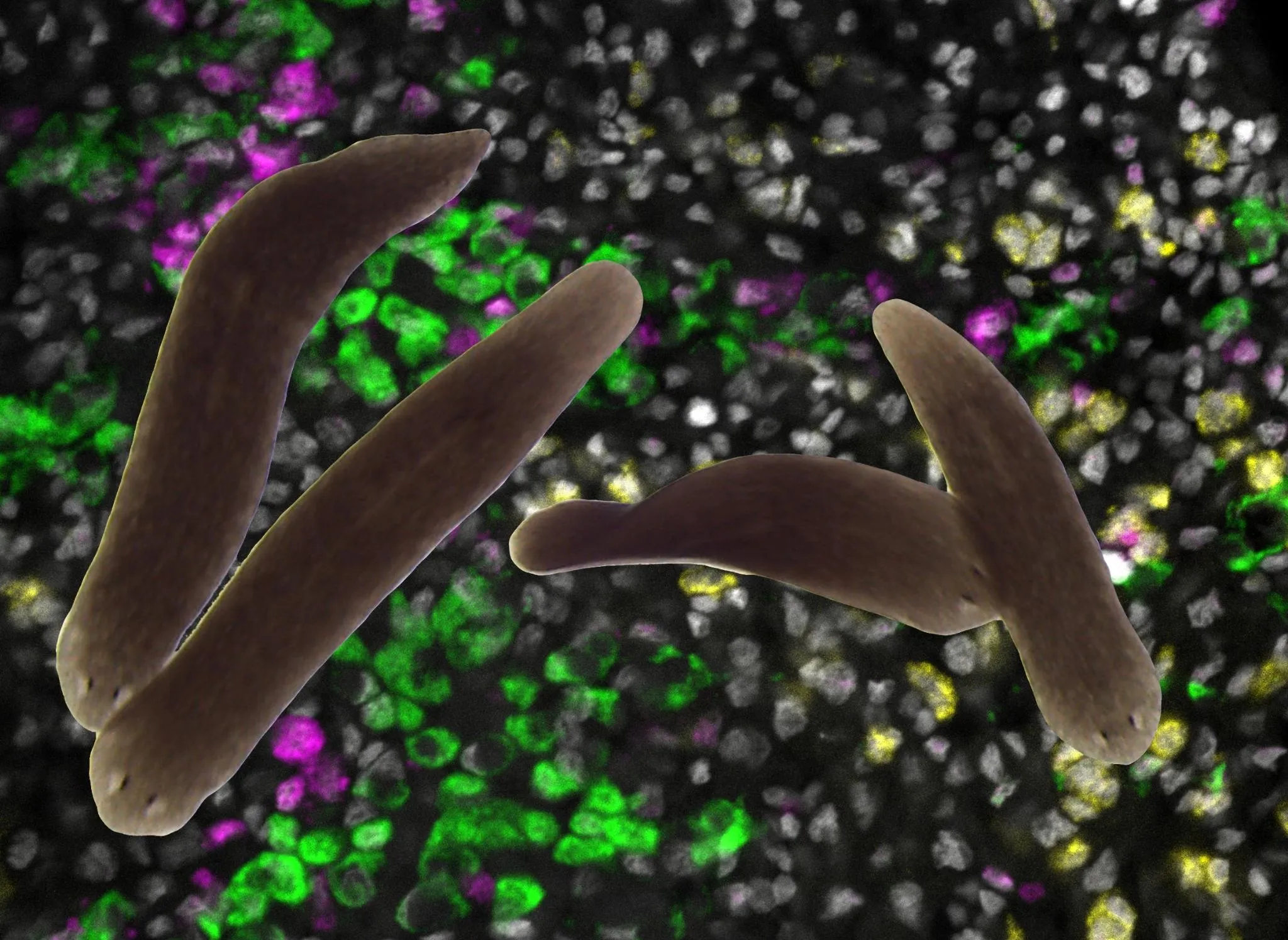 Planarians